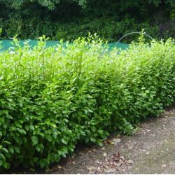 Plantes De Bord De Mer Pour Quel Littoral Le Jardin De