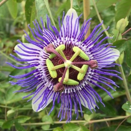 https://www.jardin-bord-de-mer.fr/1479-large_default/passiflore-bleue-fleur-de-la-passion-passiflora-caerulea.jpg