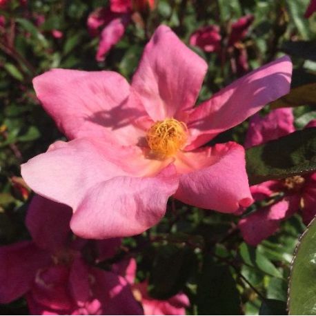 Rosier chinensis mutabilis. Rose de Chine