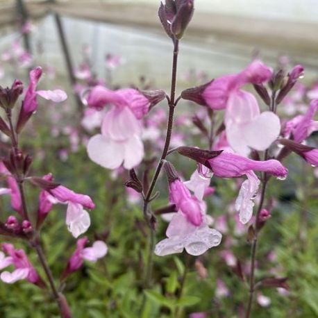 Sauge arbustive 'Dyson's Joy' rose bicolore - Salvia 'Dyson's Cream'